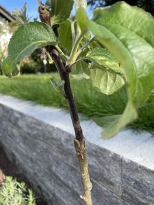 Farbenspiel bei Veredelungen