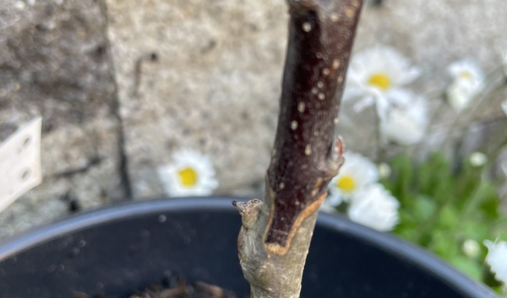 Veredelter Apfelbaum