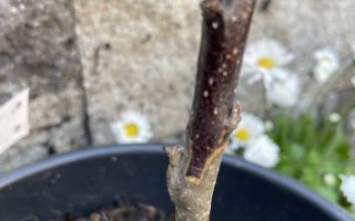 Veredelter Apfelbaum