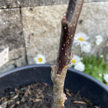 Veredelter Apfelbaum