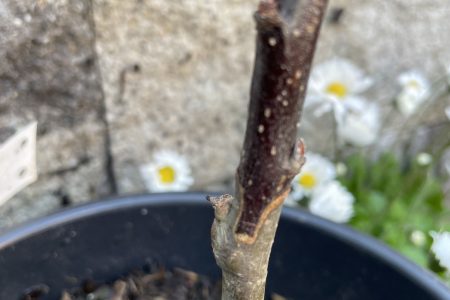 Veredelter Apfelbaum