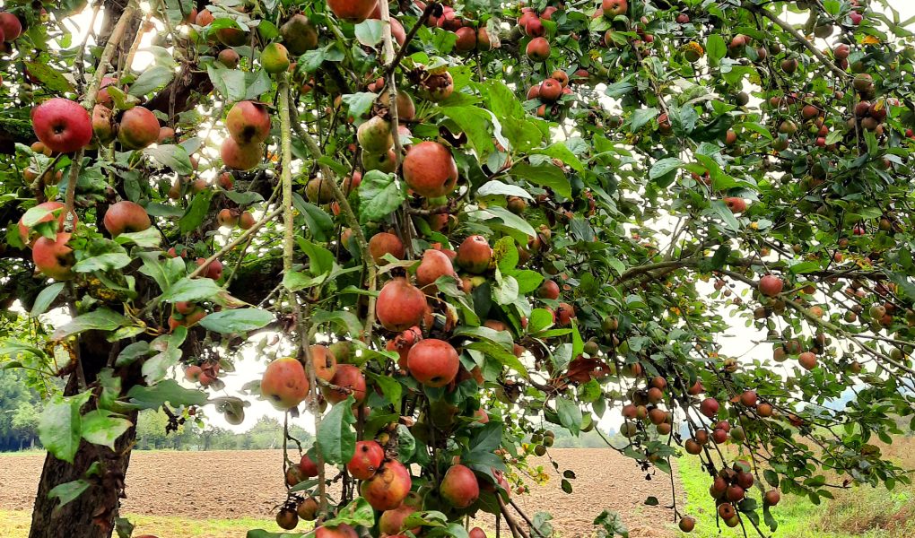 Apfelbaum