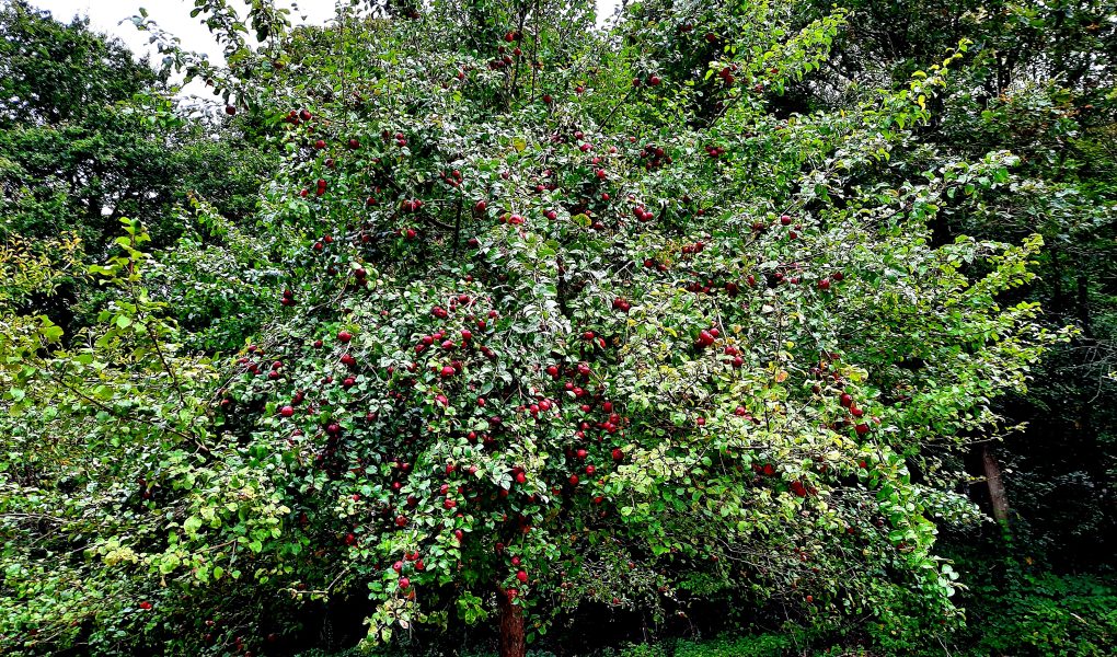 Hochstämmige - Können echte Trümmer werden