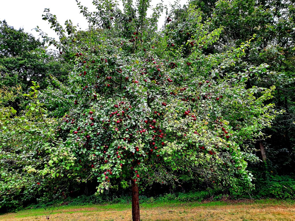 Hochstämmige - Können echte Trümmer werden