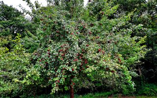 Hochstämmige - Können echte Trümmer werden