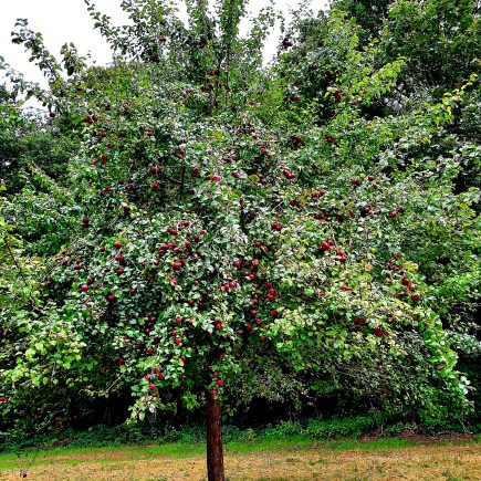 Hochstämmige - Können echte Trümmer werden
