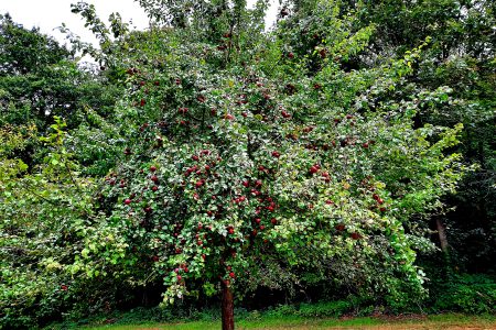 Hochstämmige - Können echte Trümmer werden