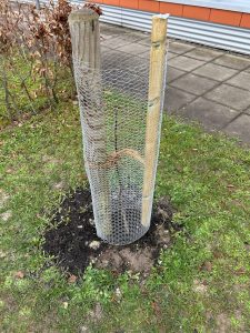 Die frühe Pflanzung wächst oft schneller an