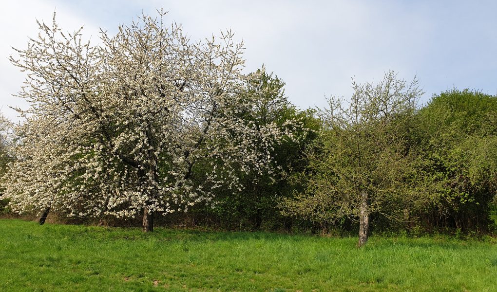 Kirschblüte in Fischbach