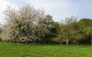Kirschblüte in Fischbach