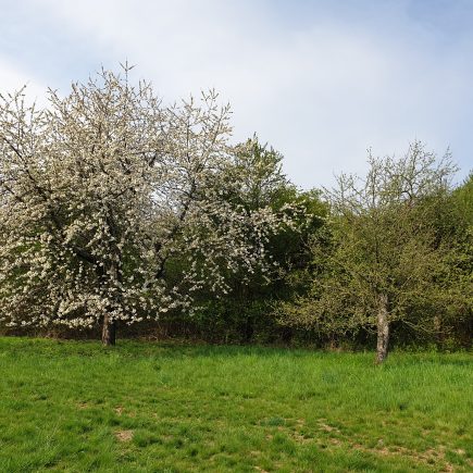 Kirschblüte in Fischbach