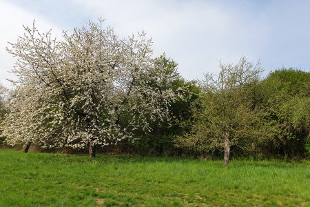 Kirschblüte in Fischbach