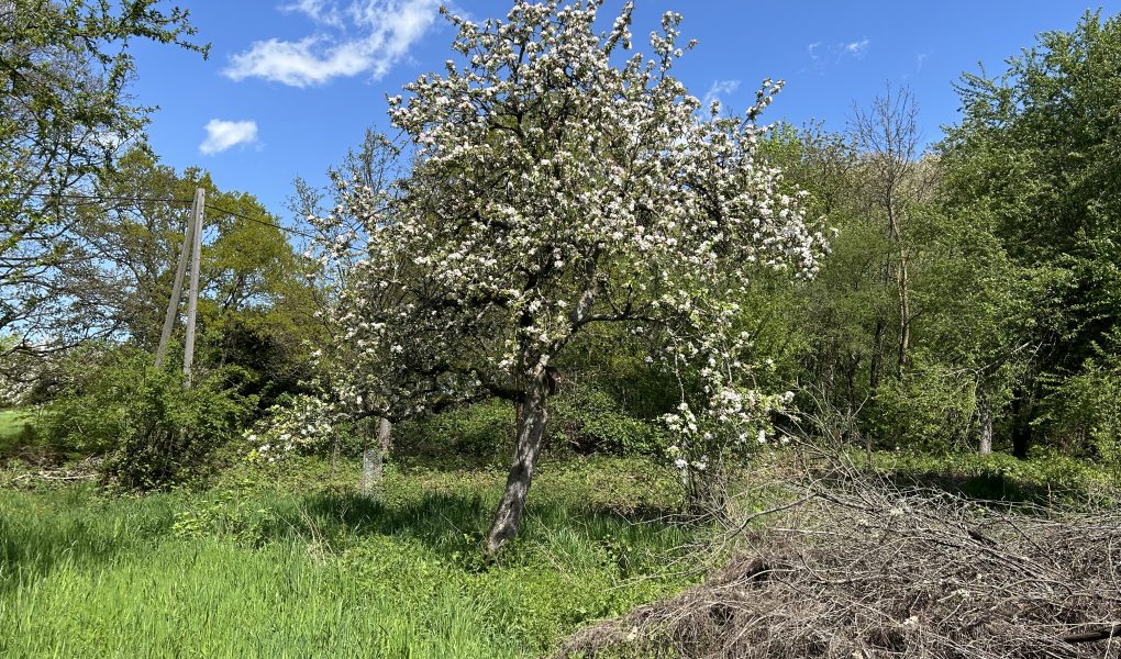 Ode an die Unordnung