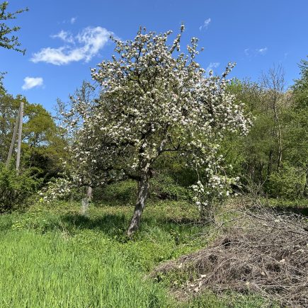 Ode an die Unordnung