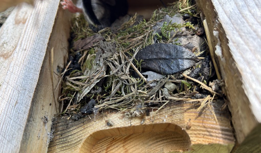 Bilchkasten mit Besatz