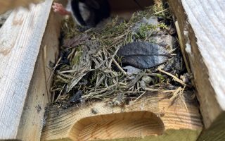 Bilchkasten mit Besatz