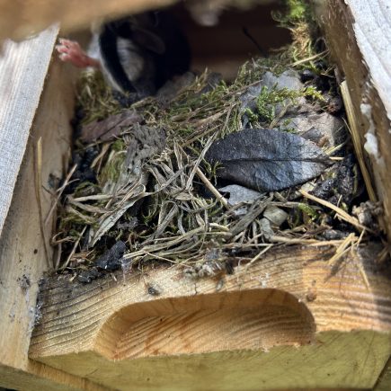 Bilchkasten mit Besatz