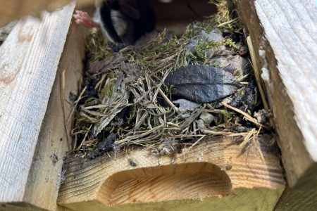 Bilchkasten mit Besatz