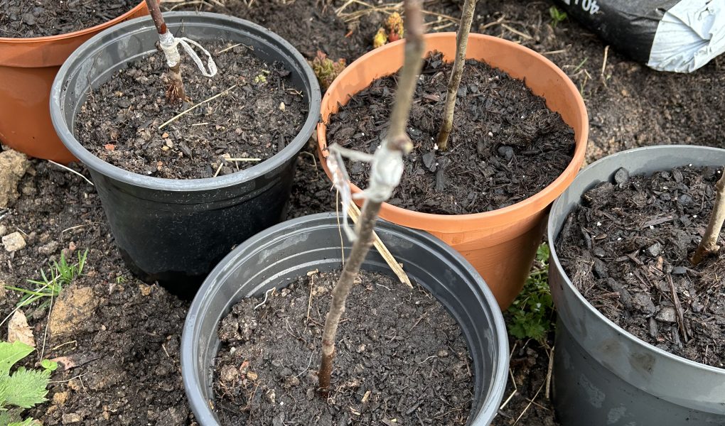 Lauter kleine Apfelbäume