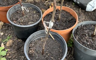 Lauter kleine Apfelbäume