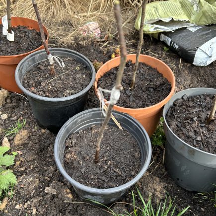 Lauter kleine Apfelbäume