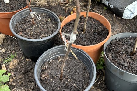 Lauter kleine Apfelbäume