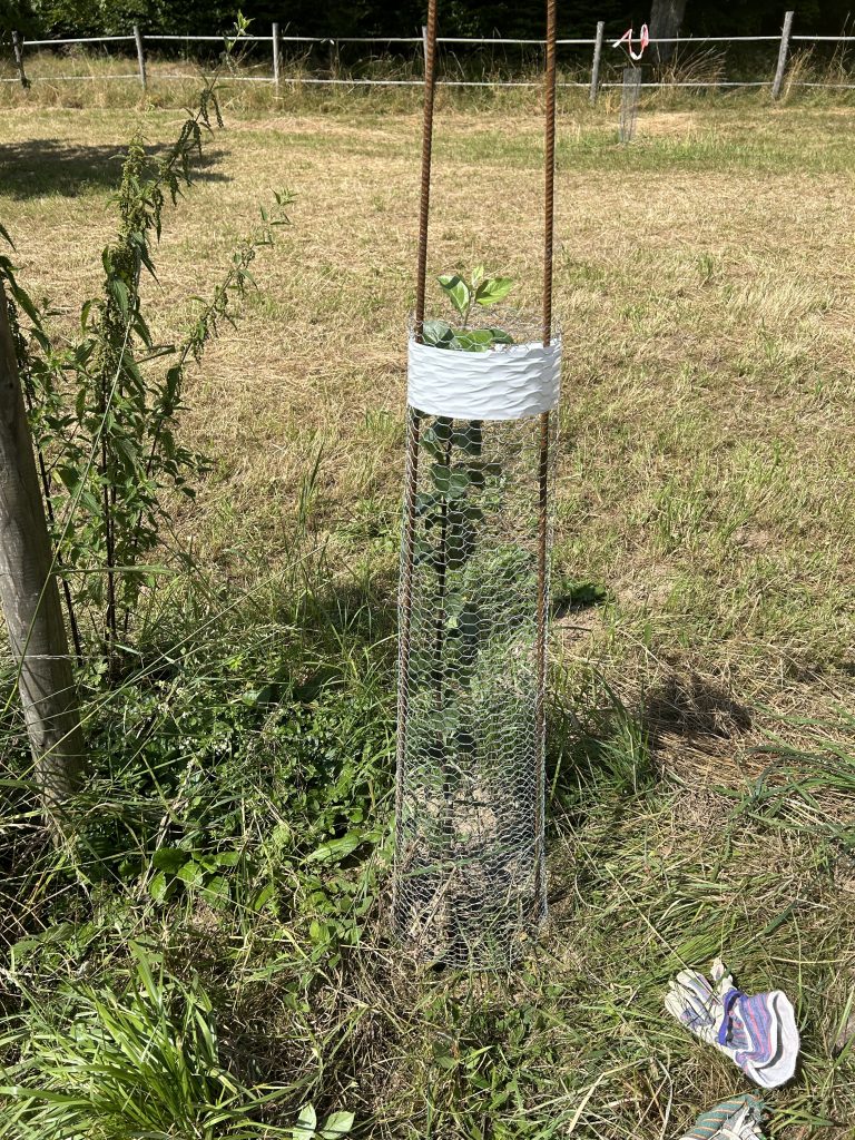 Sämling in der Aufzucht