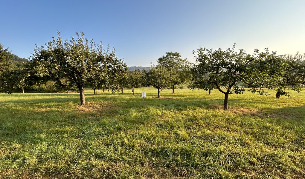 Halbstämme - einfacher in Pflege und Ernte