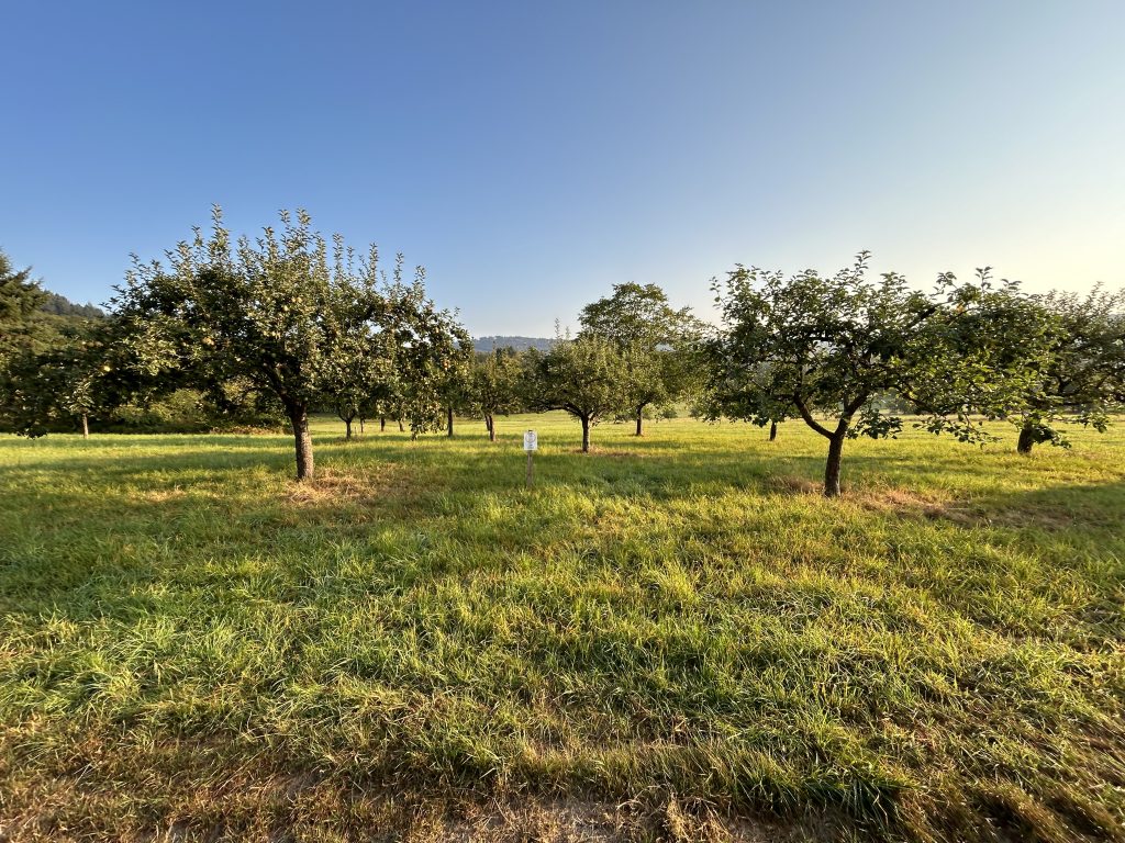 Halbstämme - einfacher in Pflege und Ernte
