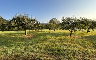 Halbstämme - einfacher in Pflege und Ernte