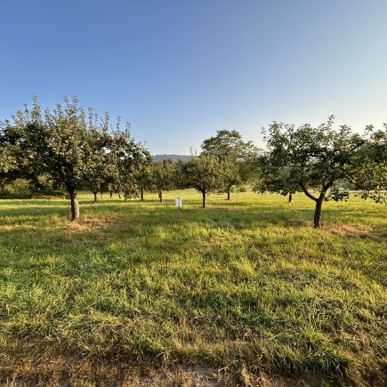 Halbstämme - einfacher in Pflege und Ernte