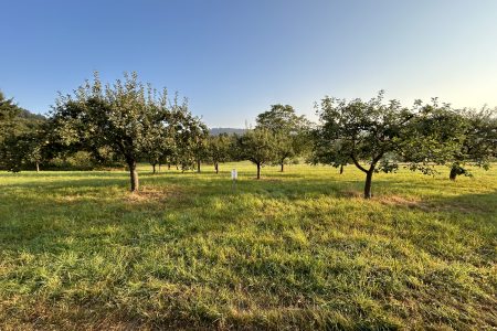 Halbstämme - einfacher in Pflege und Ernte