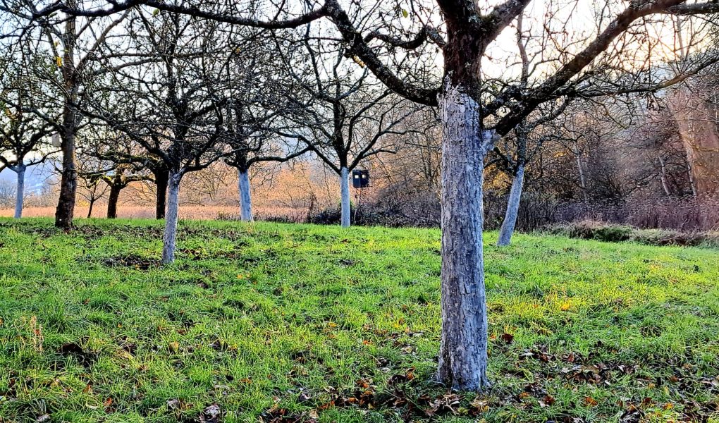 Obstwiese mit gekalkten Bäumen