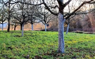 Obstwiese mit gekalkten Bäumen
