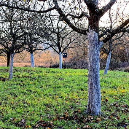 Obstwiese mit gekalkten Bäumen