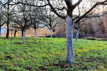 Obstwiese mit gekalkten Bäumen
