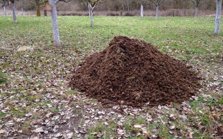 Pferdemist - Der Dünger der Äpfel für Äpfel