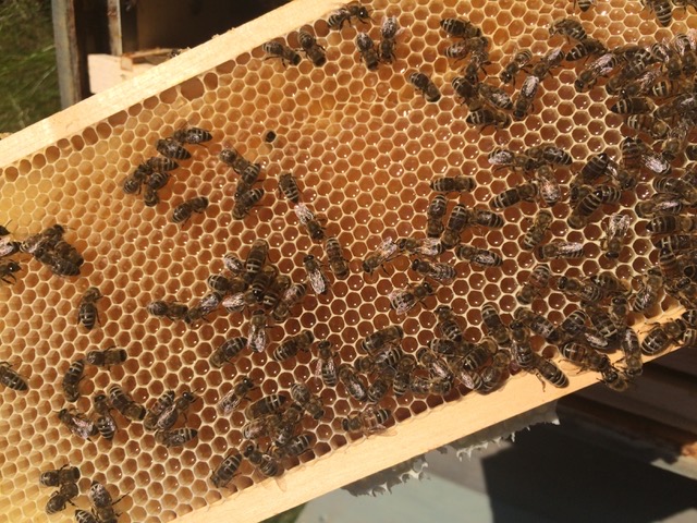 Bienenbeute mit Rähmchen (Bildrechte: Rebecca Pfeifer)