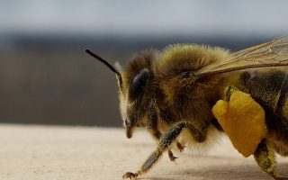 Biene mit Pollenhöschen (Bildrechte: Rebecca Pfeiffer)