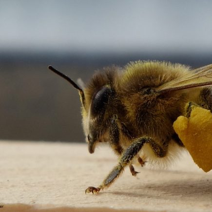 Biene mit Pollenhöschen (Bildrechte: Rebecca Pfeiffer)