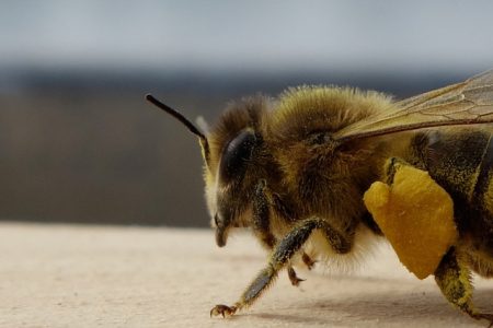 Biene mit Pollenhöschen (Bildrechte: Rebecca Pfeiffer)