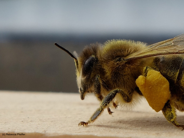 Biene mit Pollenhöschen (Bildrechte: Rebecca Pfeiffer)