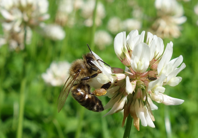 Biene im Klee (Bildrechte: Rebecca Pfeiffer)