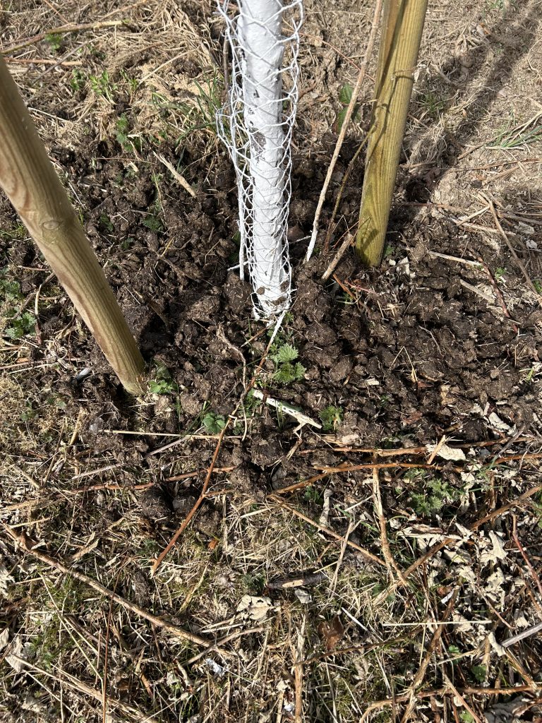 Düngen und Weißeln ist die halbe Miete bei Obstbäumen