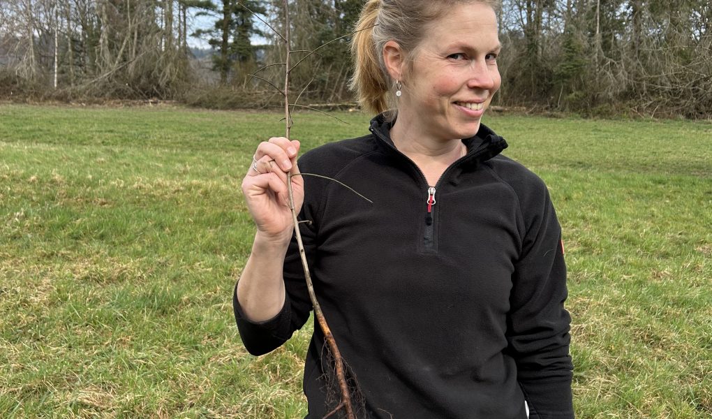 Kleiner Baum vor der Pflanzung