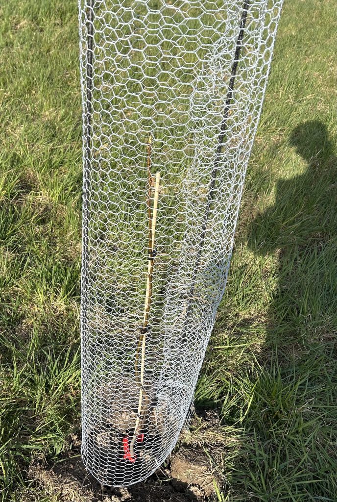 Pflanzung mit Verbissschutz