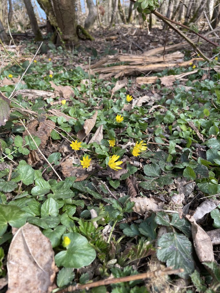 Winterlinge als erste Nahrungsquellen
