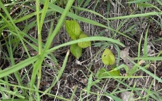 Apfelsämling aus der Nähe