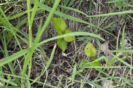 Apfelsämling aus der Nähe