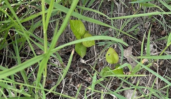 Apfelsämling aus der Nähe